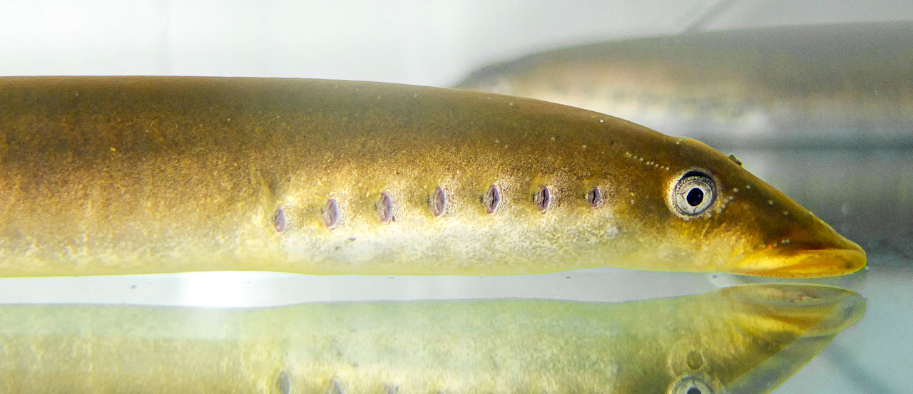 From the spinal cord networks to evolutionary insights on the vertebrate forebrain