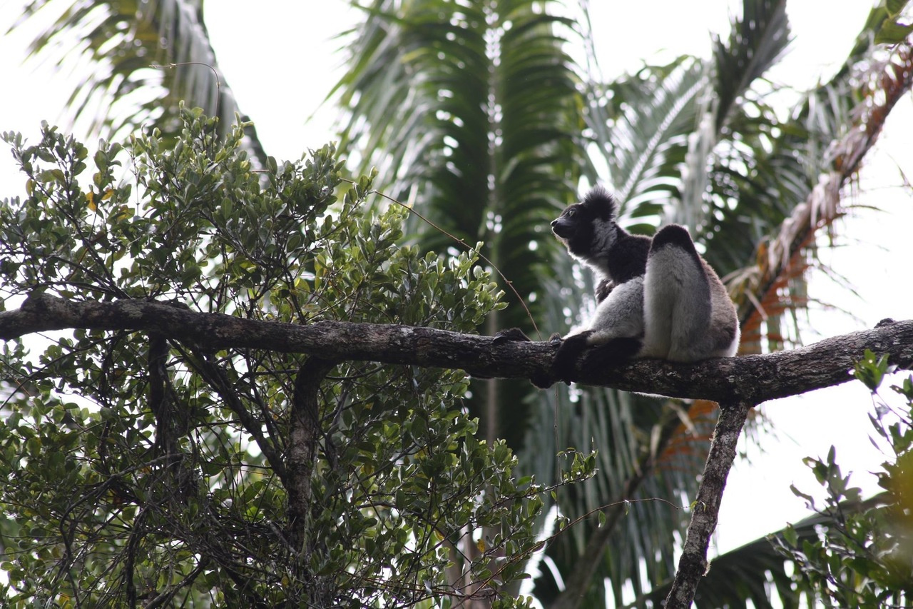 Gut microbes and host dietary niche differentiation 