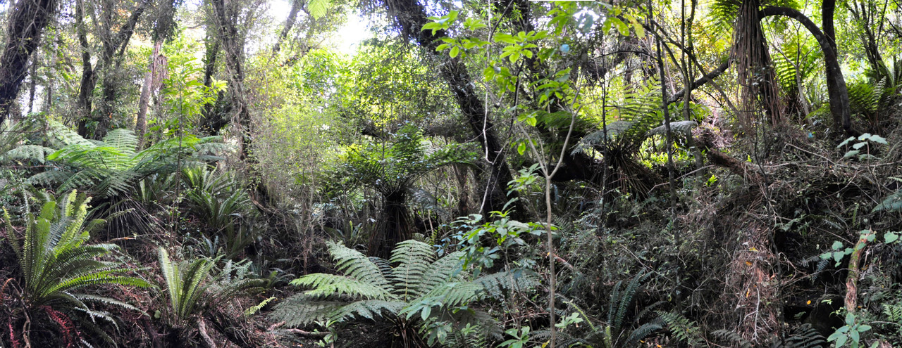 Conserving species' niches