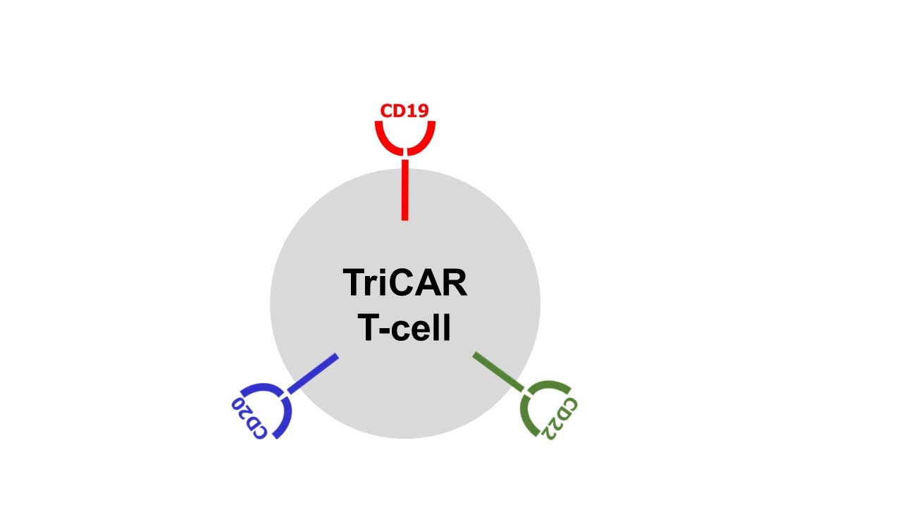 CAR T-cells that target acute B-lineage leukemia irrespective of CD19
expression
