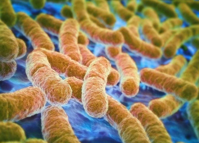 An Acid-tolerance Response System Protecting Exponentially  Growing Escherichia coli