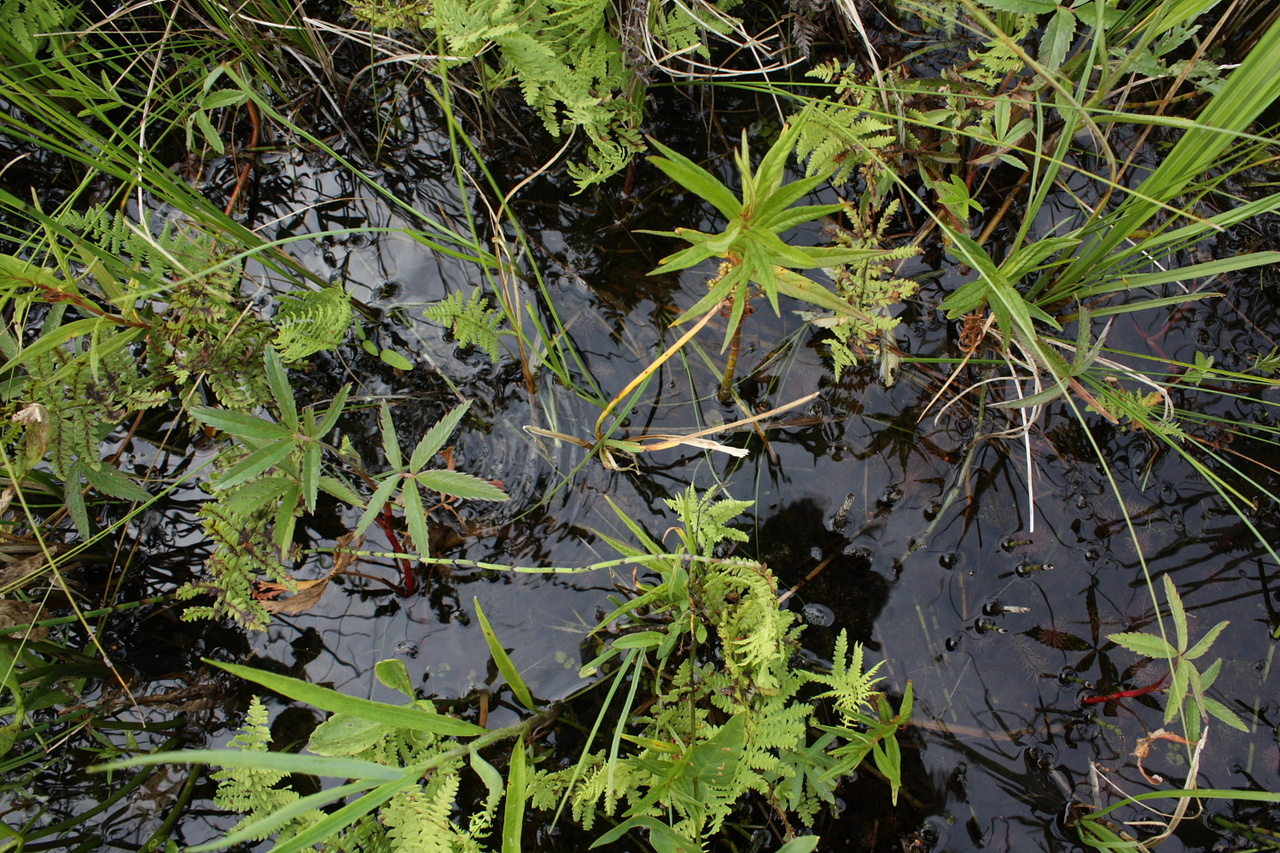 Rewetting the wasteland