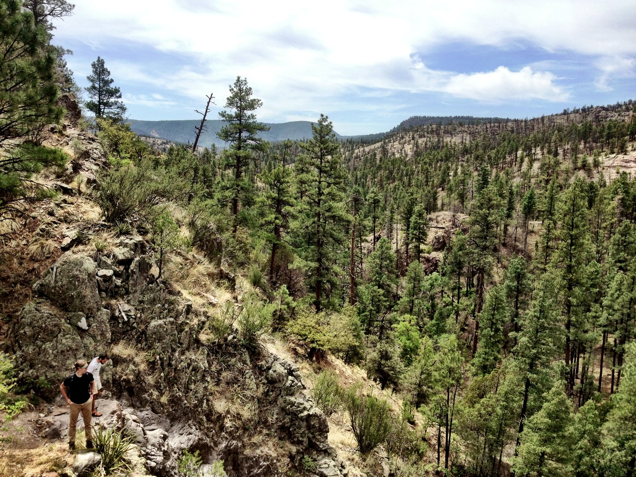 Soil biota may orchestrate tree migrations