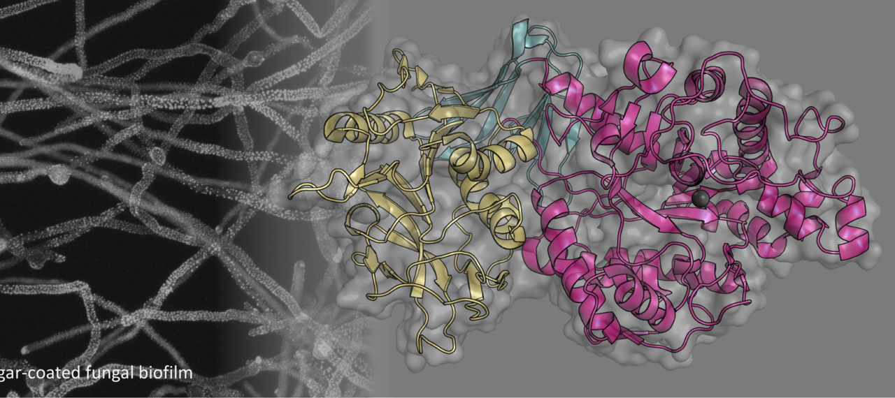 Sticky situations in fungal biofilms