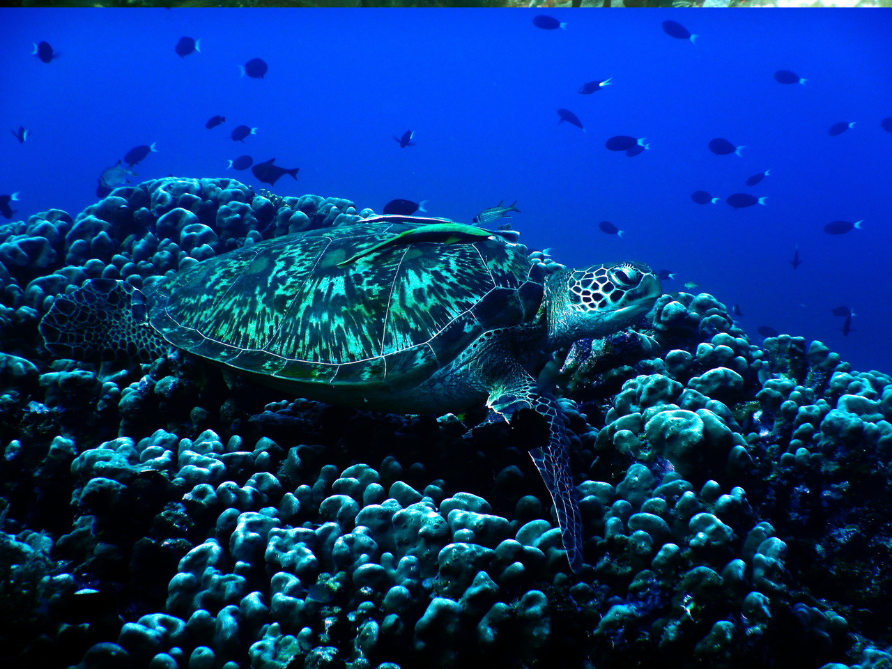 Happy World Oceans Day from FFI