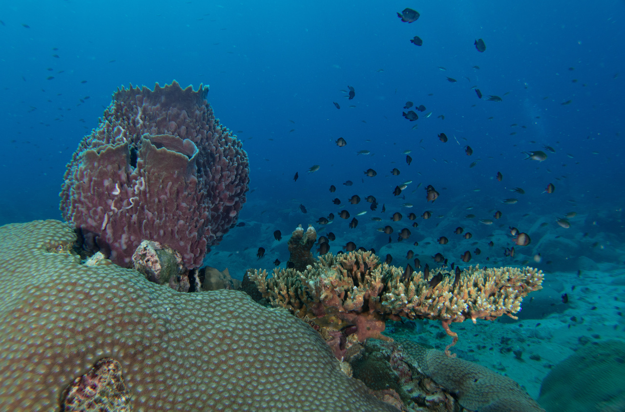 Comeback for Cambodian Corals?