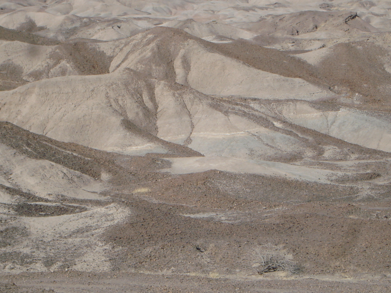 Grassy beginning for earliest Homo