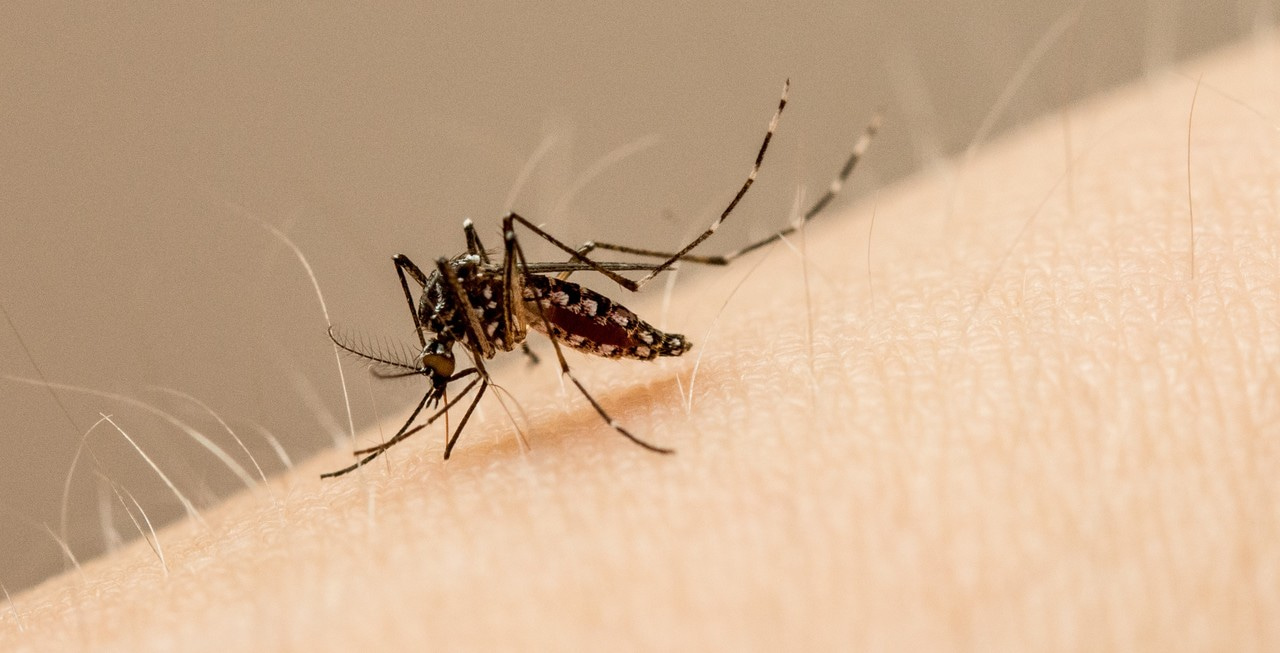 Can we expect more than one virus per mosquito bite?