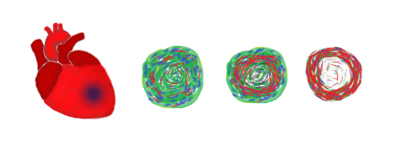 Life and death start with oxygen gradients.