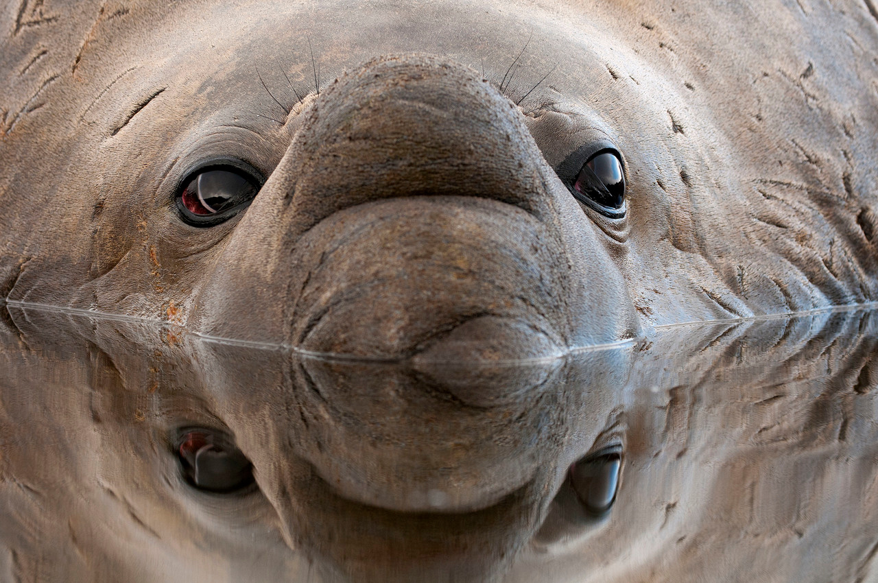 Tracking the finned, flippered and feathered beasts of the Southern Ocean
