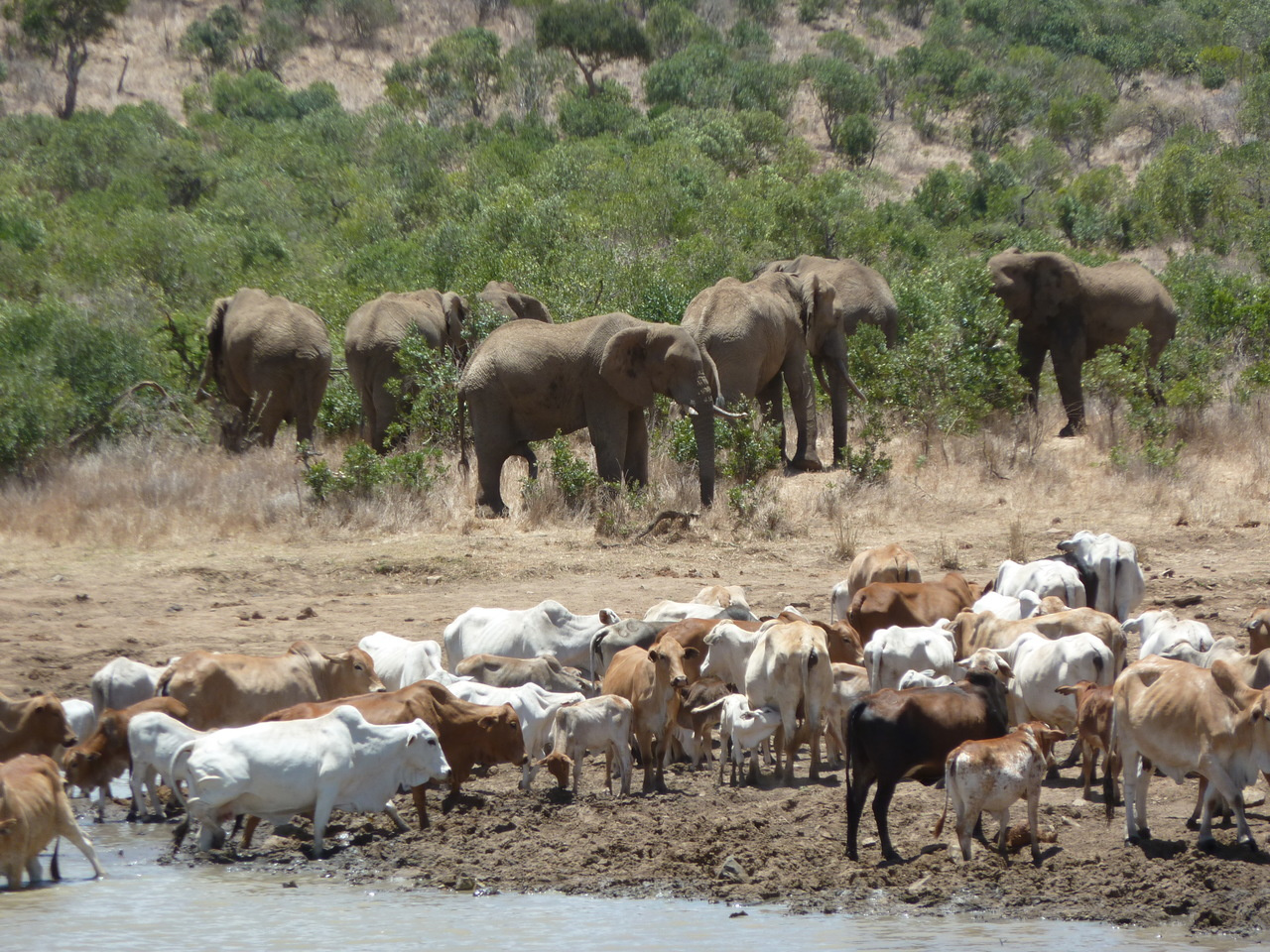 How elephants are essential for the sustainable management of African savanna