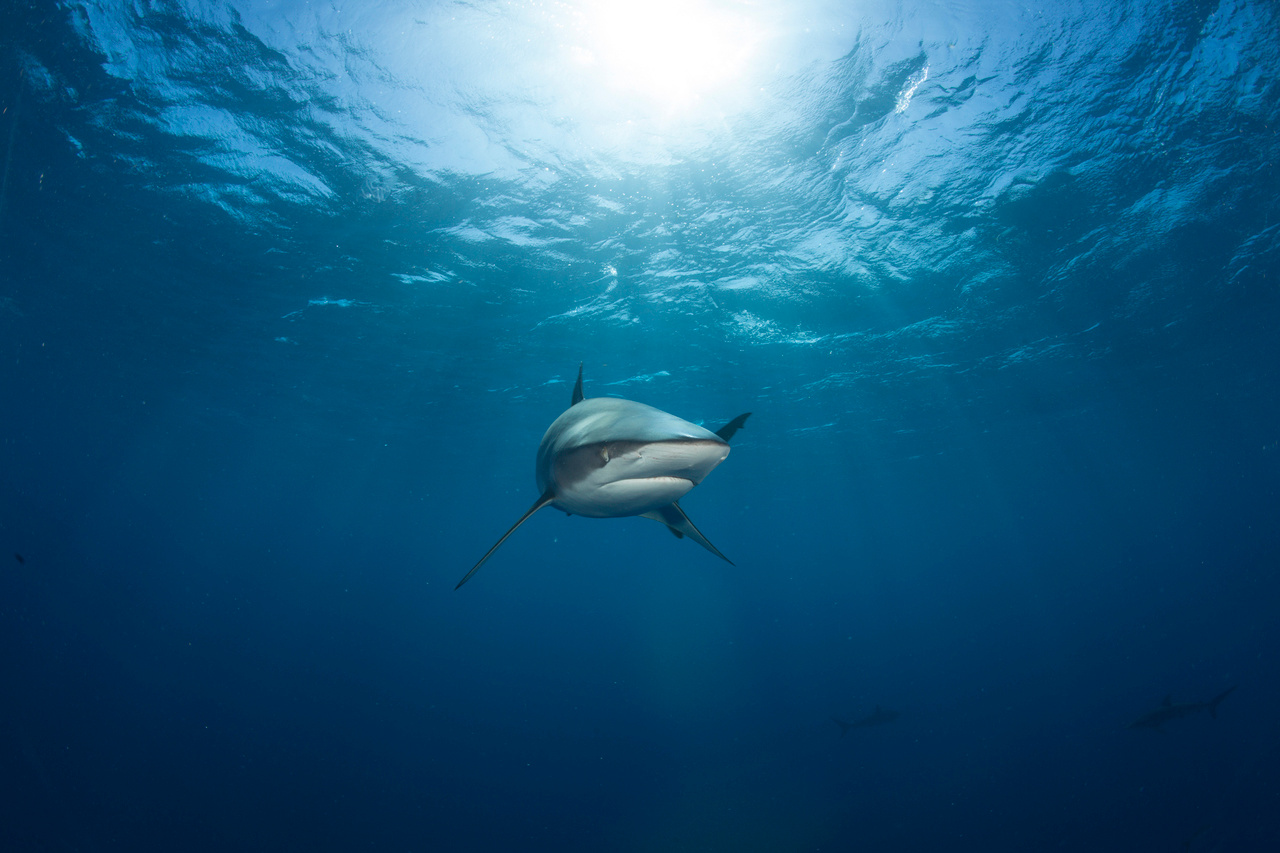 How “going fishing” turned into hypothesis testing 