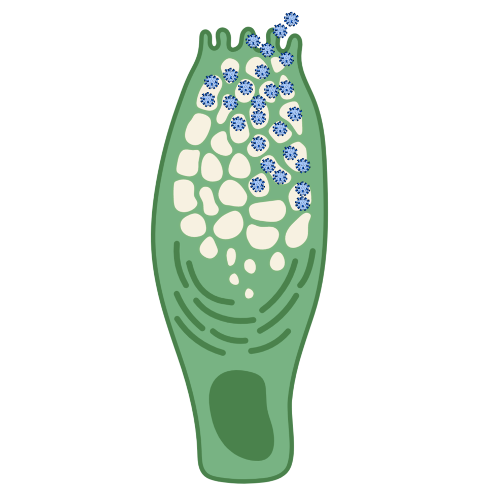 Goblet cells co-opted for enteric virus replication