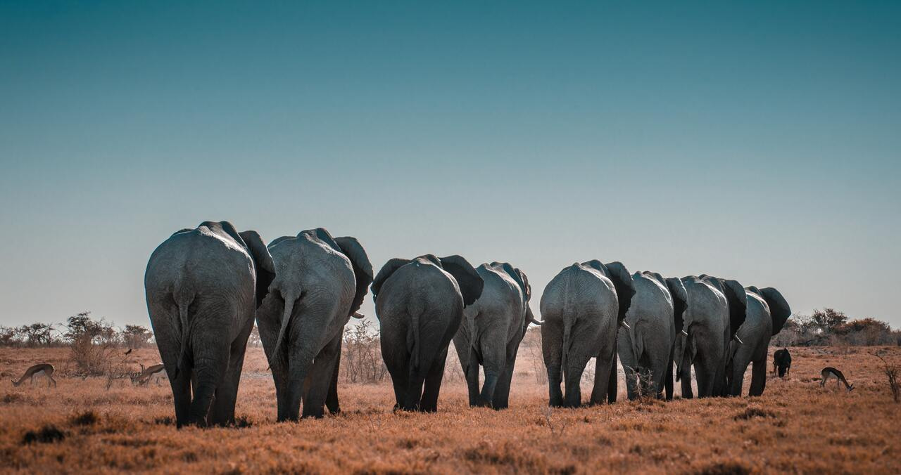 TRAINING: Conservation Leadership - Learning