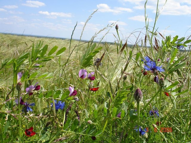 Wanted! Better methods to guide the agroecological transition of our food systems