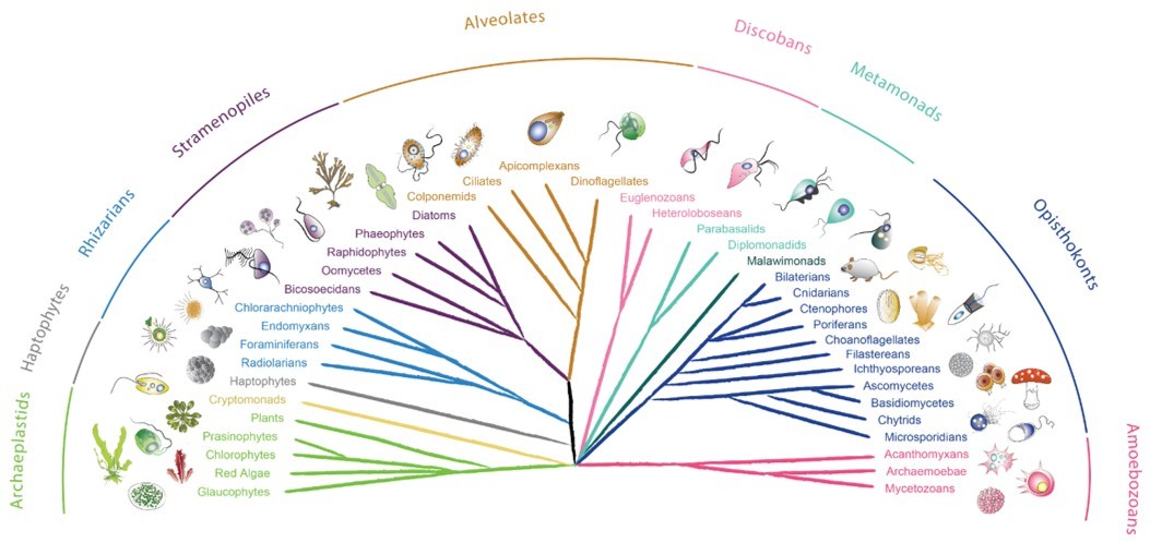 From the sea to the bench: Marine microeukaryote model systems