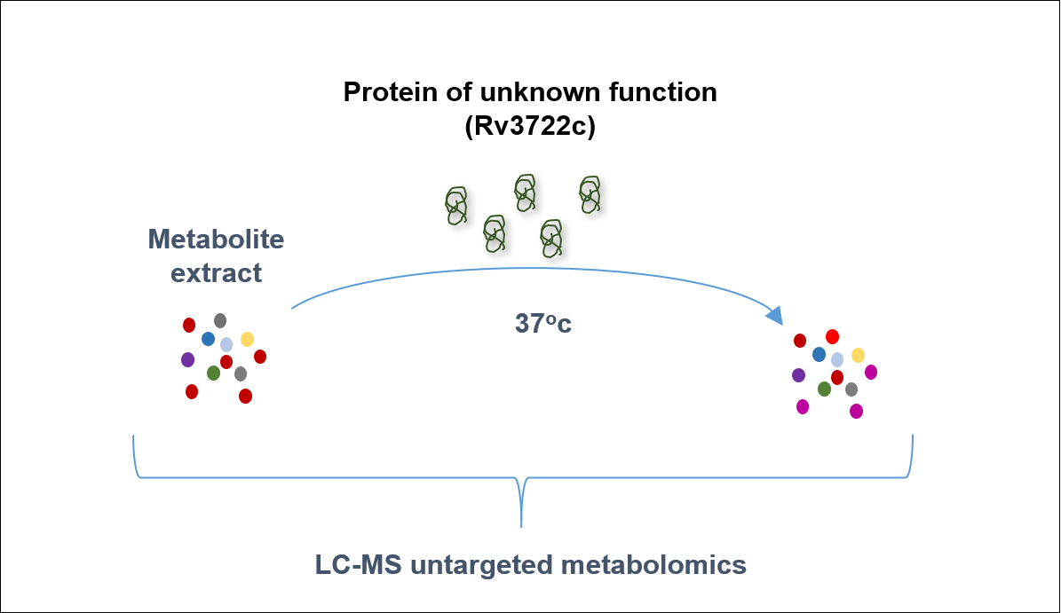 Annotating the unknown: Functional Gene Annotation using Untargeted Metabolomics