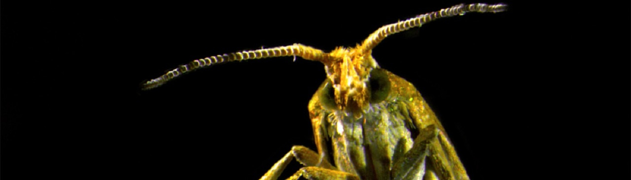 Killing two birds with one stone: A molecular switch used to balance Bt resistance and fitness in the diamondback moth