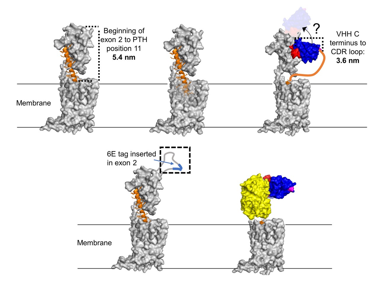 Nanobody delivery: improving on nature with chemistry and immunology