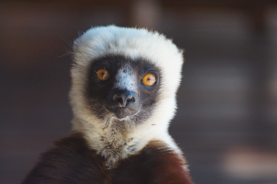Tolerance of eye contact across the primate order: Looking across phylogeny