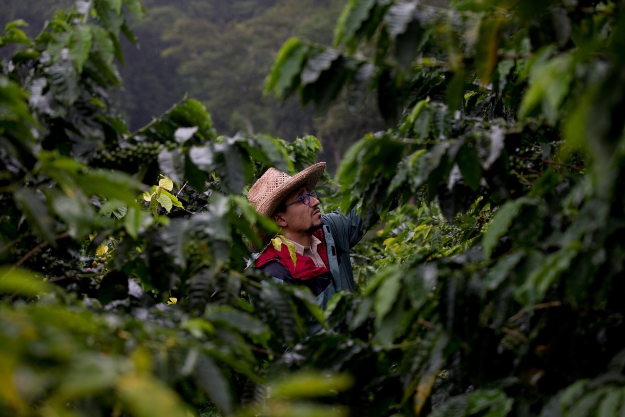 Birds and Coffee: A success story of  traditions' rediscovery and bird conservation in Venezuela