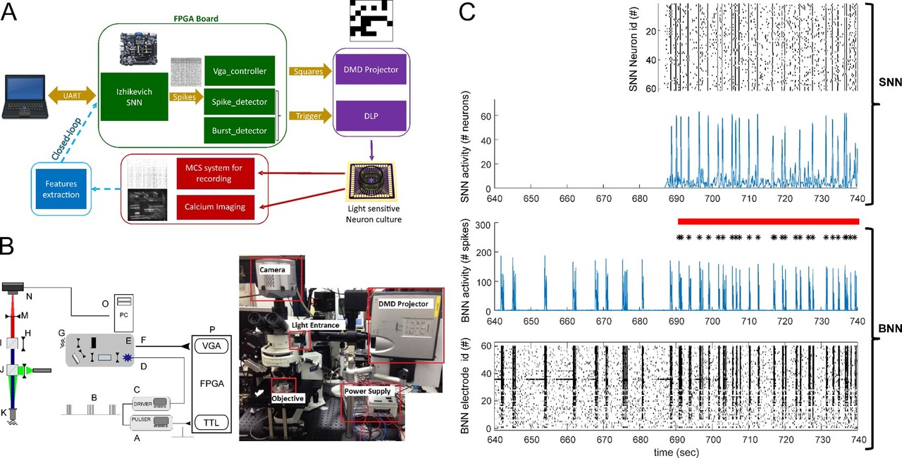 Advanced opto-neuro-prosthetics on-the-cheap: 
artificial neurons communicate with biological neurons via trashed video-projector 
