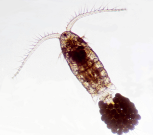 Can genomics predict invasive success?