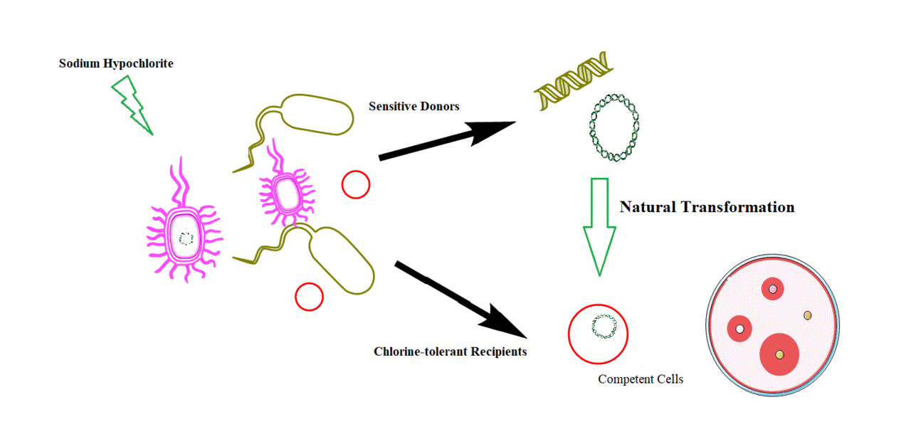 Chlorine disinfection promotes the exchange of antibiotic resistance genes across bacterial genera by natural transformation