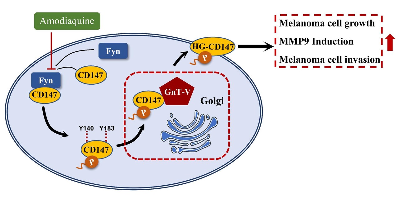The phosphorylation of CD147 by Fyn plays a critical role in melanoma