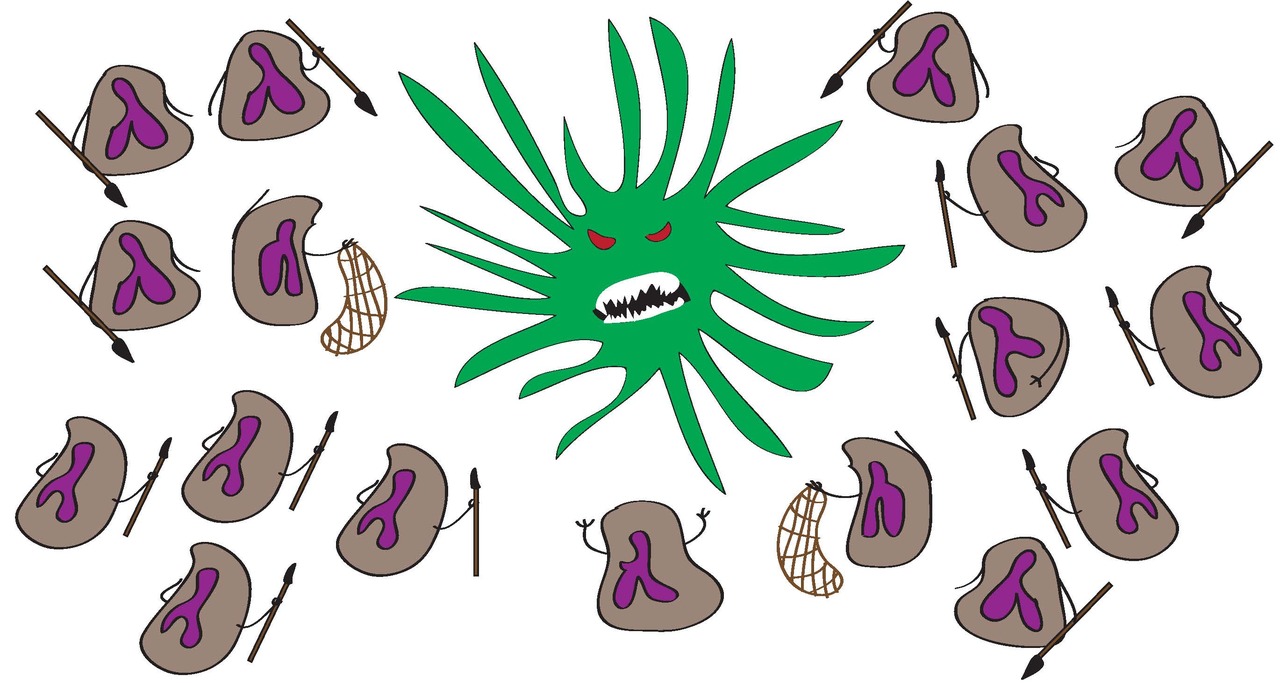 On the Hunt: Exploring the Role of Neutrophil Swarming in Antifungal Defense