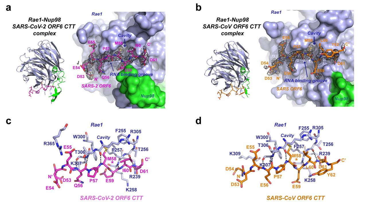The accessory proteins of Sarbecovirus are important for their survival in cells