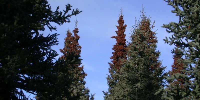 Continental patterns of plant reproduction