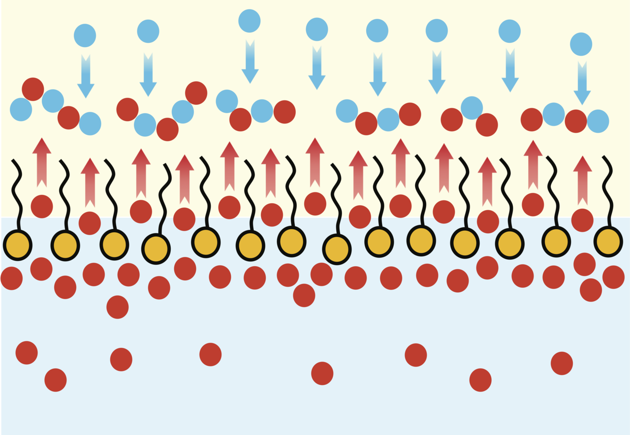 Interfacial Surfactant Networks Enable Membranes for Precise Solute Separation 