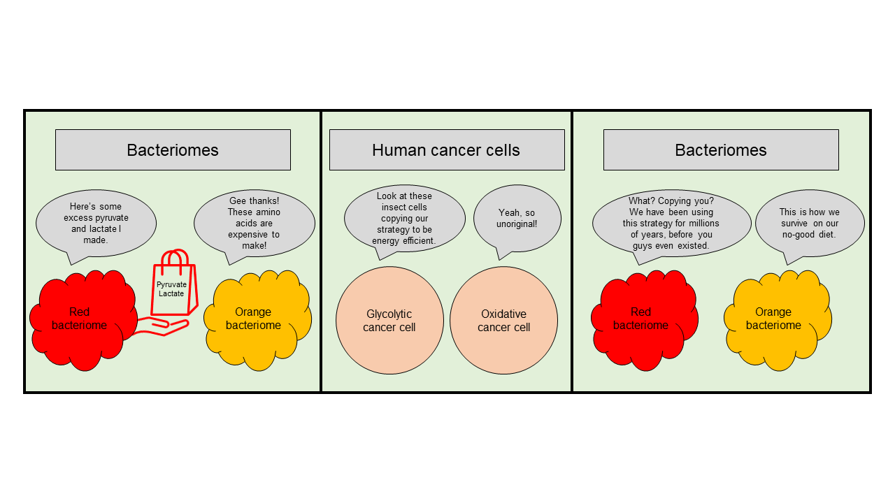 An insect symbiosis with cancer-like metabolism