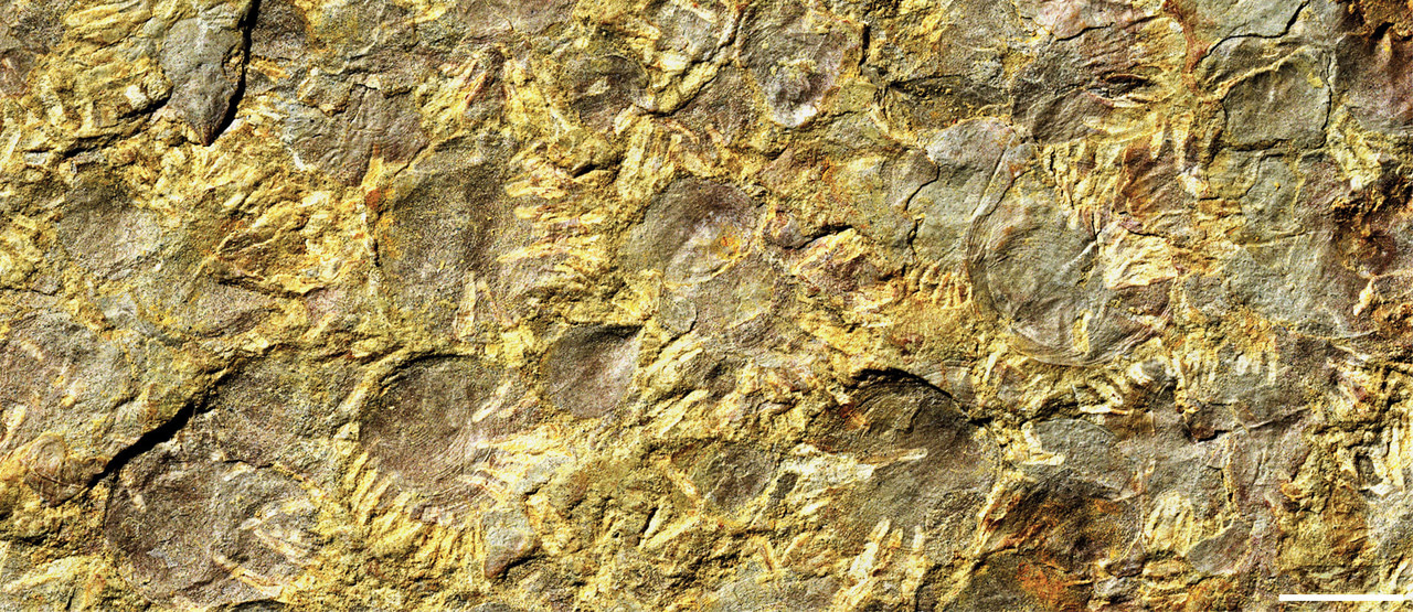 The oldest evidence of parasitism from the early Cambrian of China