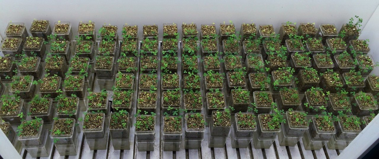 A virtual nodule for simulating symbiotic nitrogen fixation