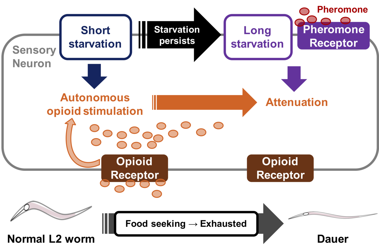 Opioid and Pheromone: Functional Crosstalk for Stress Avoidance in C. elegans
