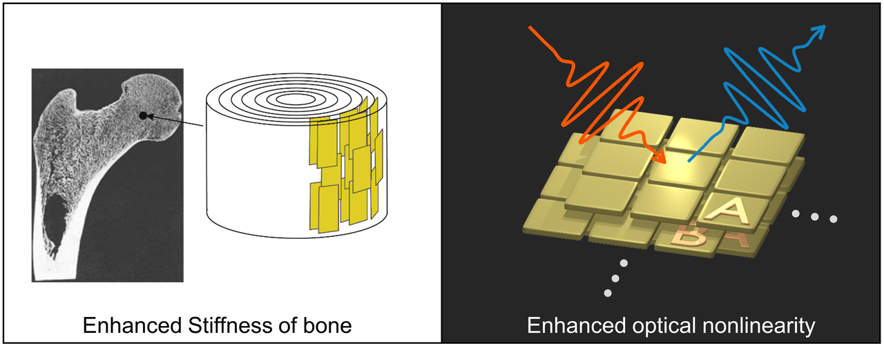 Mimicking bio-mechanical principles in photonic metamaterials for giant broadband nonlinearity