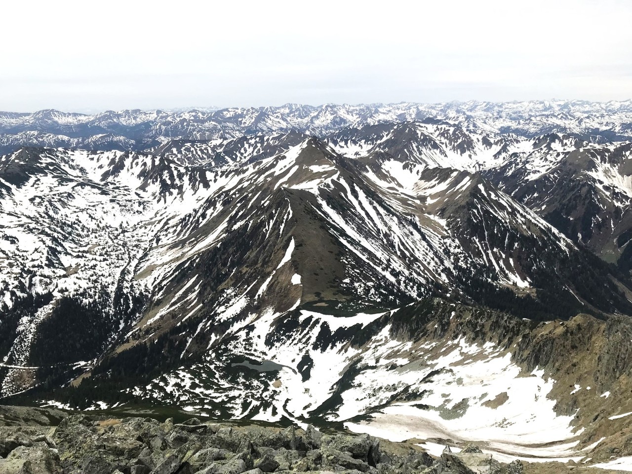 The algae that have already fascinated Aristotle and Darwin