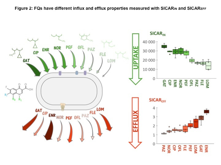 Fluoroquinolones, flux and efflux across bacterial membranes