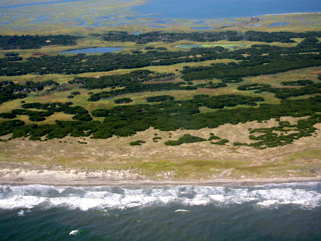 Coastal shrubs transform the barrier island landscape