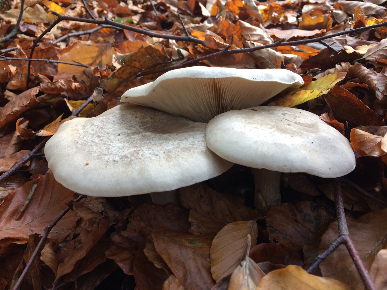 Combining genomics and spectroscopy to understand fungal decomposition