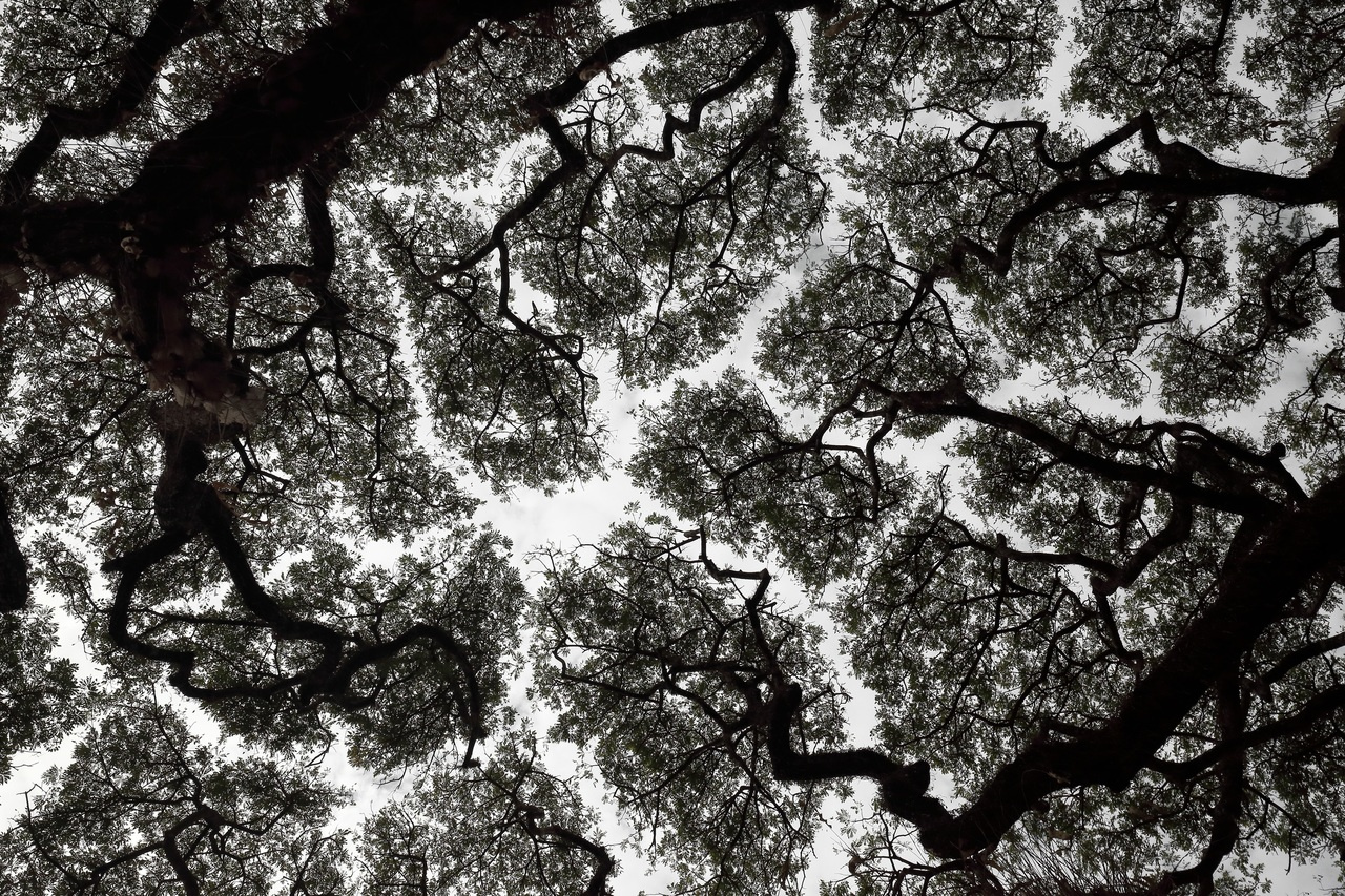 Evolution has made plants predictable