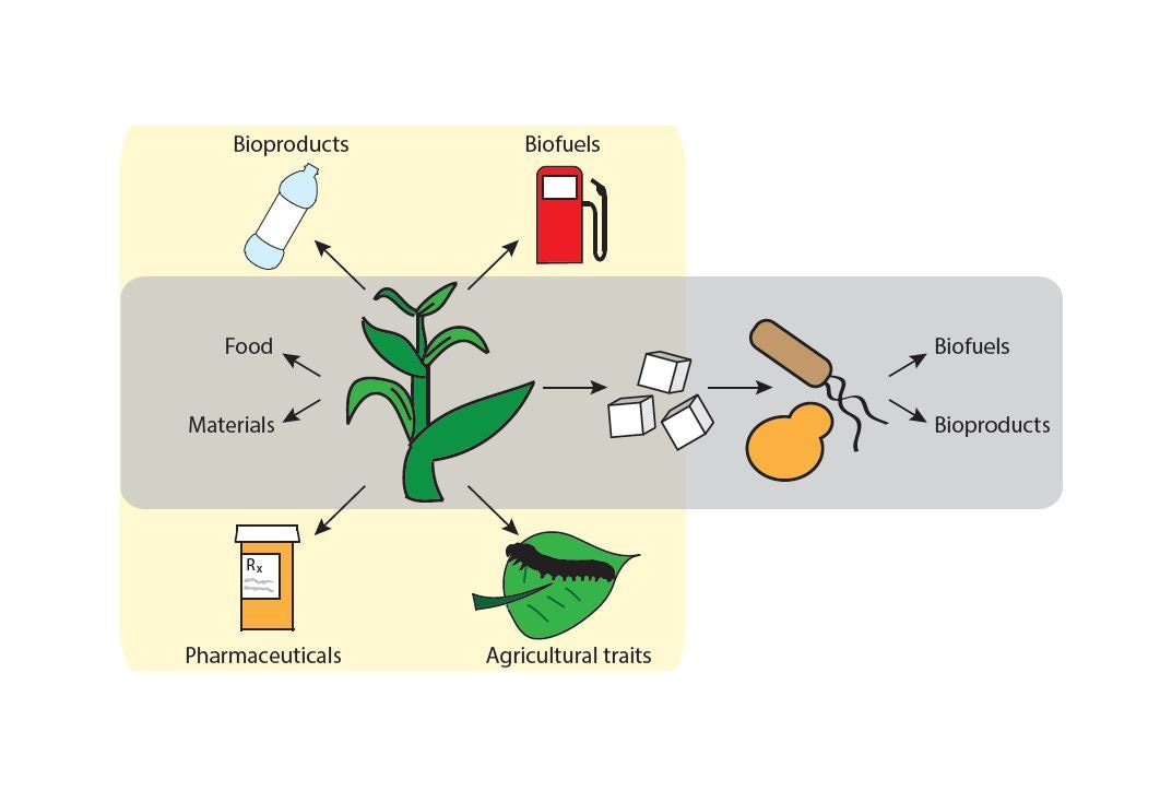Beyond biofuels: expanding the potential of plants and agriculture with synthetic biology 