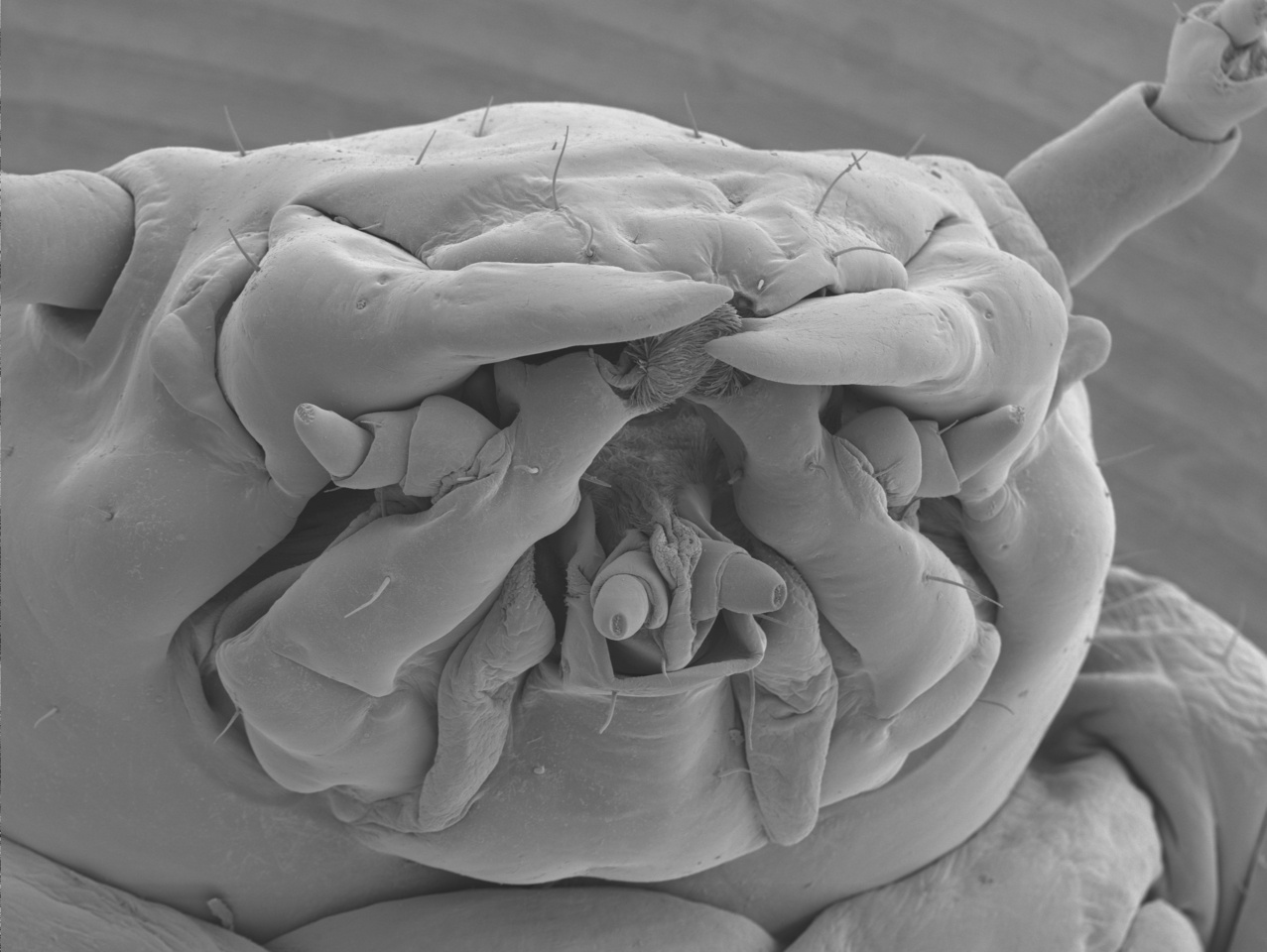 Predictable parents induce morphological evolution in their offspring