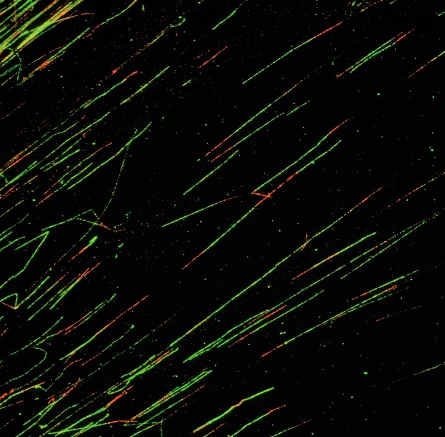 Mdm4, the little brother of Mdm2, and its effect on DNA replication