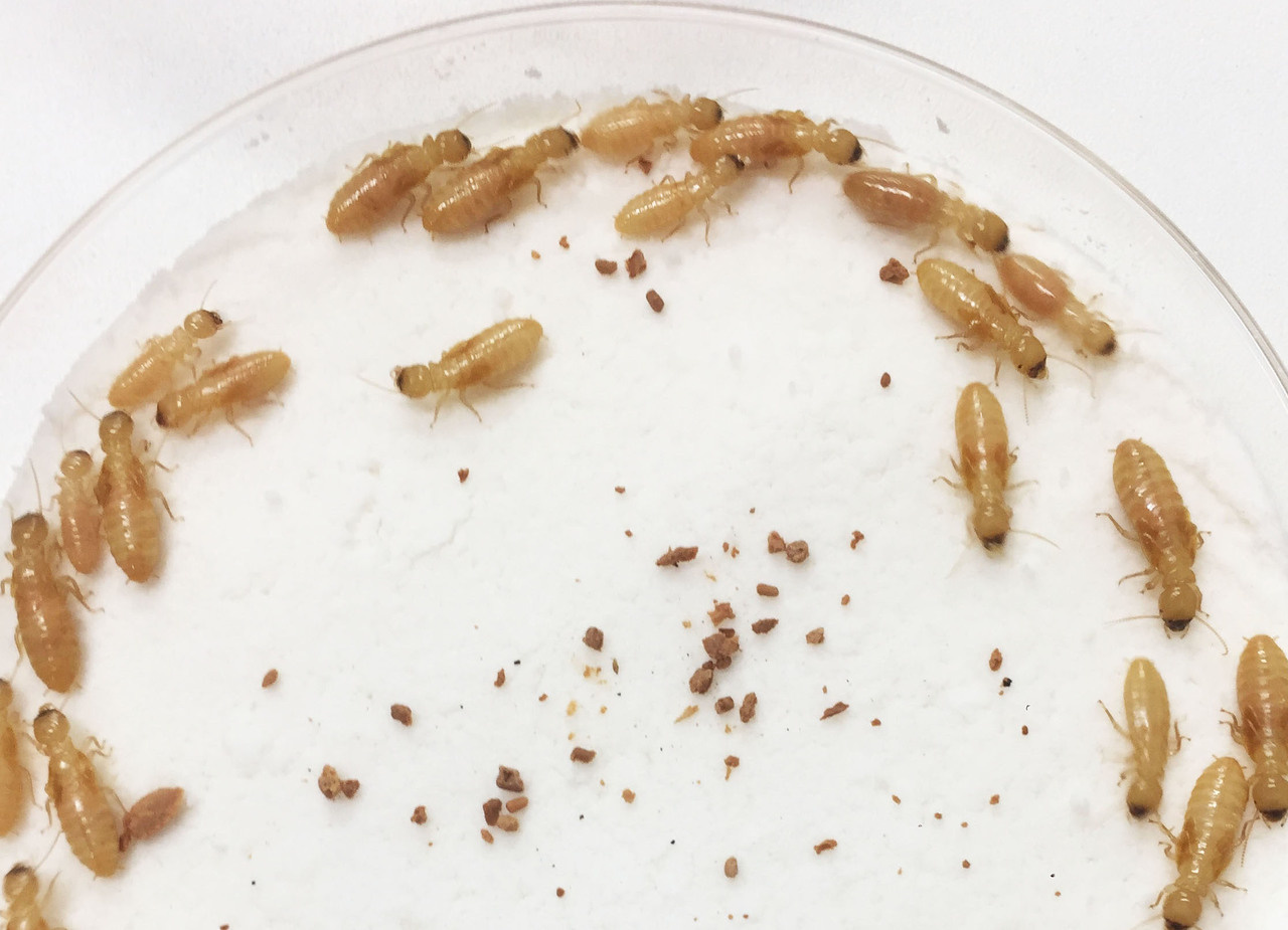 Termite gut microbiota: a great model for cellular symbiosis