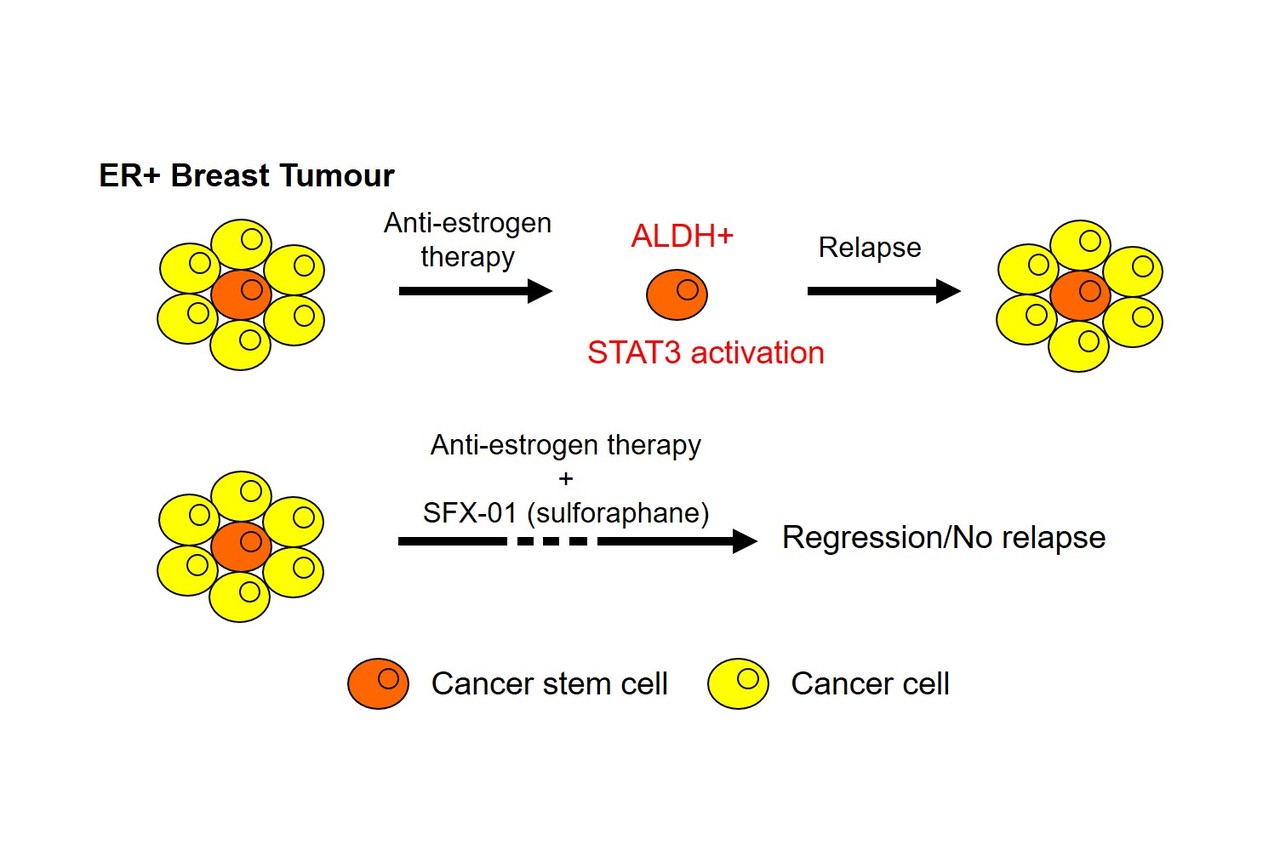 Targeting STAT3 in endocrine resistant breast cancer