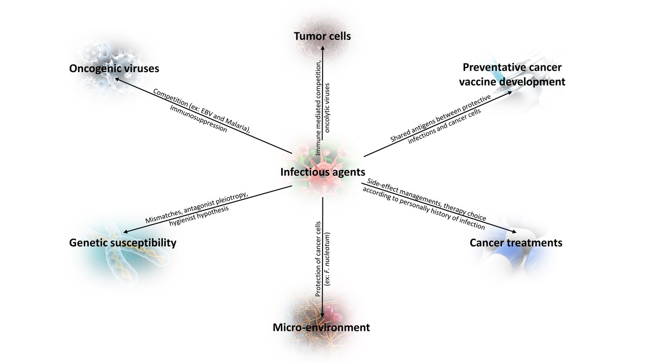 The role of innate immunity in the protection conferred by a bacterial infection against cancer