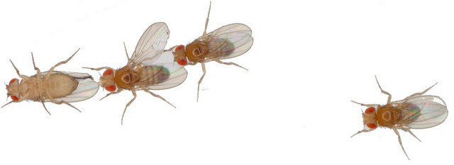 Social Networks Influenced by "degrees of kevin bacon" Gene